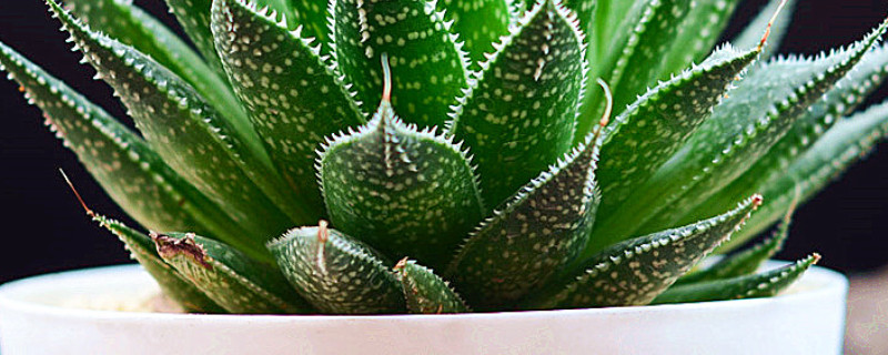 雪花蘆薈和波露的區(qū)別