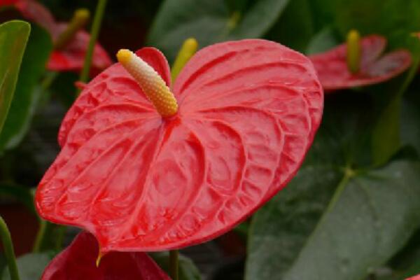 紅掌的寓意是什么，大展宏圖、火熱與希望