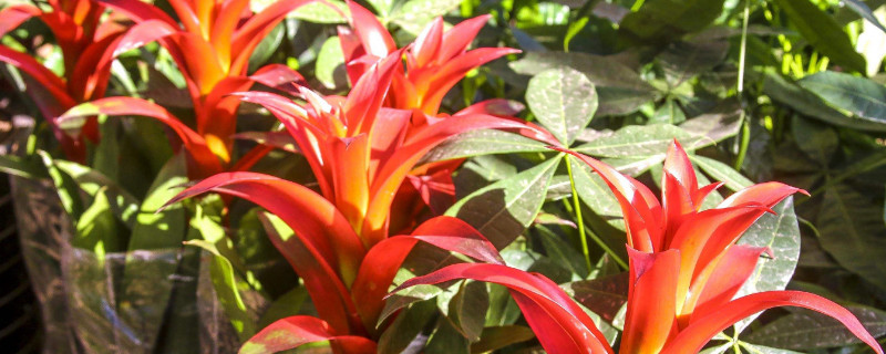 鴻運(yùn)當(dāng)頭怕凍嗎