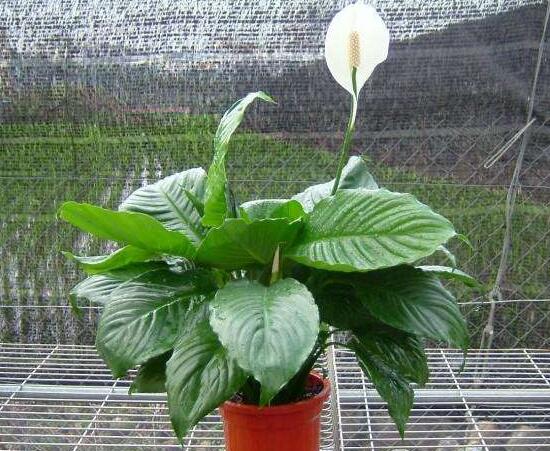 一帆風(fēng)順有毒嗎，一帆風(fēng)順適合家里養(yǎng)嗎/可以養(yǎng)