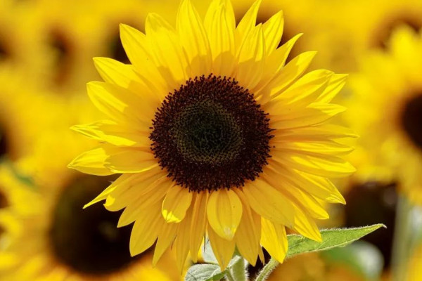 向日葵謝了還會(huì)再開(kāi)嗎