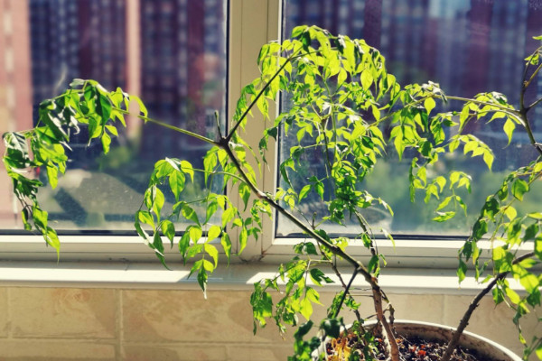 幸福樹如何修剪，摘心打頂/疏剪密枝等