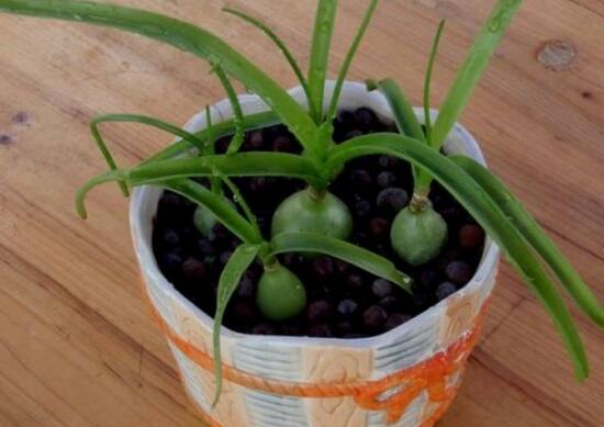 虎眼萬年青種子怎么種，萬年青的種植方法