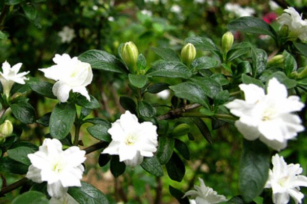 六月雪葉子干枯掉落，五種原因以及解決方法