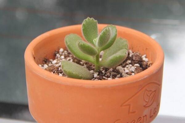 多肉熊童子的種植過程，熊童子種植詳細(xì)步驟介紹