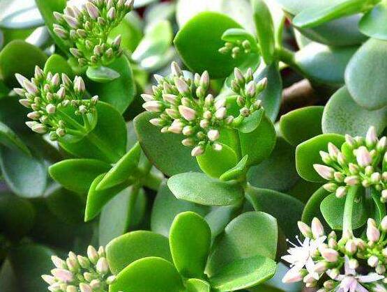 玉樹(shù)常見(jiàn)的病蟲(chóng)害防治，教你四種辦法簡(jiǎn)單學(xué)會(huì)