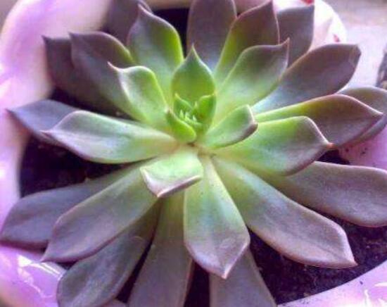 寶石花怎么繁殖，老農(nóng)總結(jié)四種繁殖方法(播種繁殖簡單易學(xué))