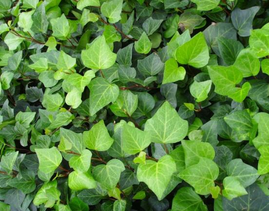 常春藤的養(yǎng)殖方法和注意事項(xiàng)，老農(nóng)總結(jié)八大基本方法