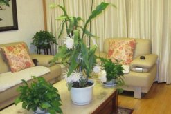 曇花如何修剪，曇花修剪5大要點(diǎn)