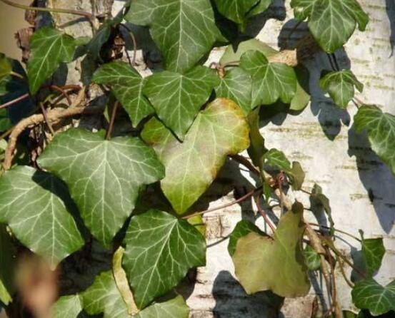 常春藤扦插步驟圖解，老農(nóng)總結(jié)六點最最簡易的基本步驟