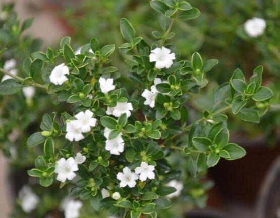 六月雪為什么不開(kāi)花，三種原因以及解決辦法