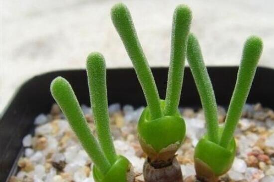 碧光環(huán)怎么種，保持盆土微濕潤/秋季種植存活率高