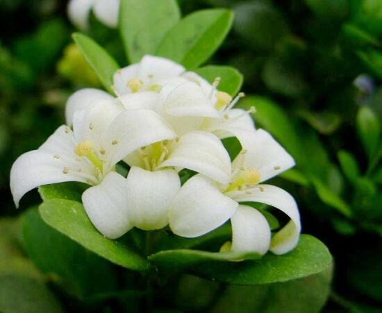 九里香怎么繁殖，九里香扦插繁殖方法