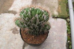 仙人球是怎樣繁殖的，有扦插/嫁接/播種三種方法