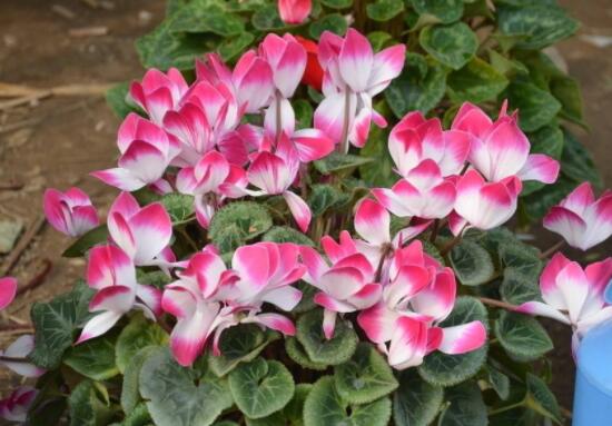 仙客來花期需施什么肥，做好薄肥少施原則(磷鉀肥為主)