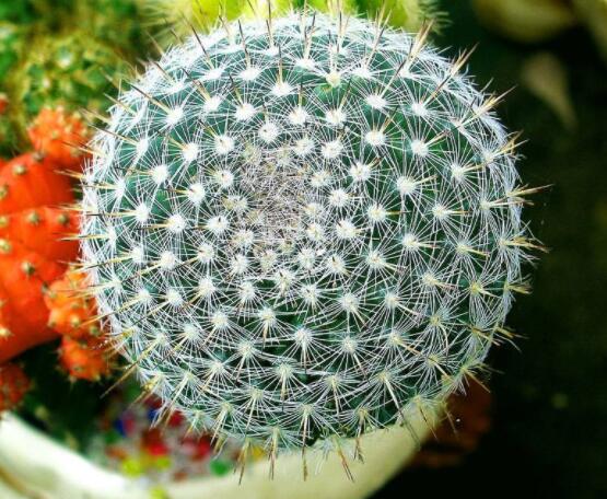 家里放仙人球是吉是兇，化解煞氣、安居樂業(yè)(吉兆)