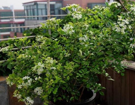 九里香盆景的養(yǎng)殖方法，做好七個(gè)基本養(yǎng)殖要點(diǎn)滿盆花香