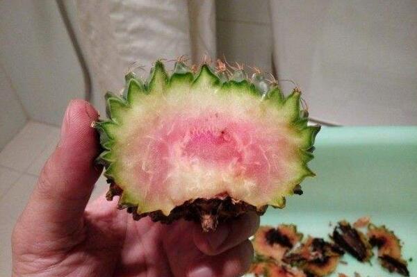 仙人球球體腐爛怎么回事，主要是日常管理的疏忽