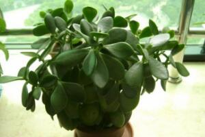 玉樹有毒嗎，玉樹能放在臥室嗎/有毒別放室內