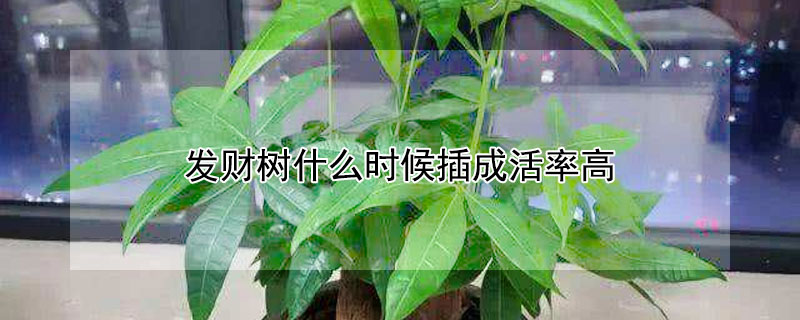 發(fā)財(cái)樹什么時(shí)候插成活率高