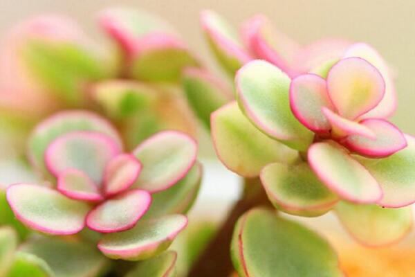 雅樂(lè)之舞怎么施肥，雅樂(lè)之舞的施肥方法