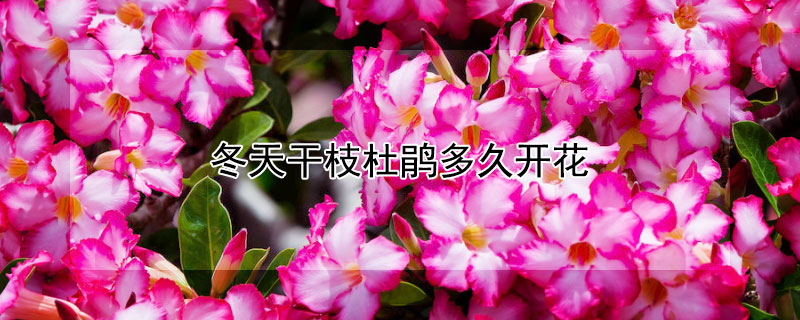 冬天干枝杜鵑多久開(kāi)花