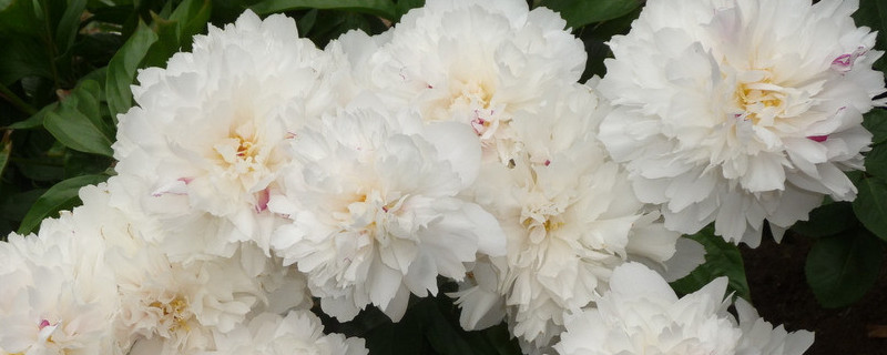 芍藥花盆栽后多久能曬太陽(yáng)