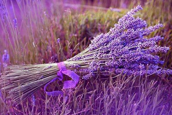 哪個(gè)品種的薰衣草最好，推薦以下幾種薰衣草