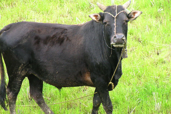 白百葉和黑百葉的區(qū)別