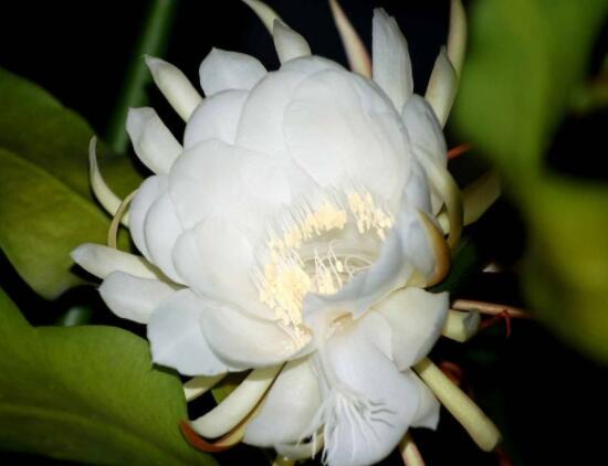 新鮮曇花怎么吃，泡茶喝最為簡單食用(價值高)