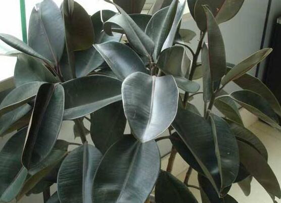 橡皮樹長黑斑怎么辦，兩種原因以及解決辦法