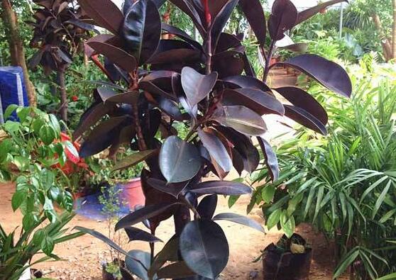 橡皮樹長黑斑怎么辦，兩種原因以及解決辦法