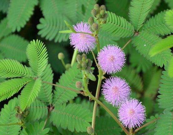 含羞草有什么功能，趣味性十足、預(yù)測天氣、凈化空氣