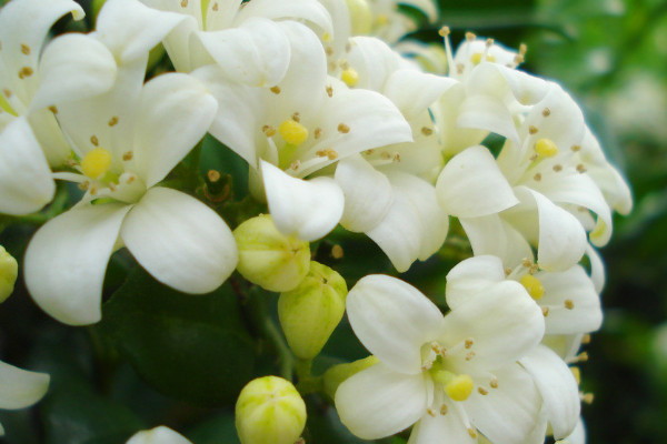 九里香為什么不結(jié)果