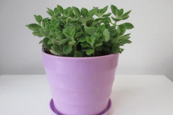 碰碰香的汁液有毒嗎，沒有任何毒性