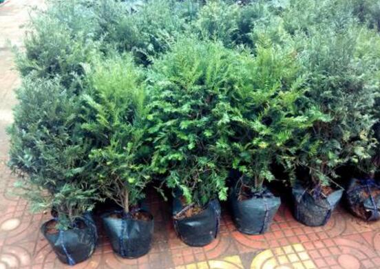 紅豆杉盆景怎么修剪，遵循兩點原則掌握六點方法