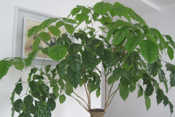 幸福樹幾天澆一次水好，春秋每隔5~7天澆灌一次