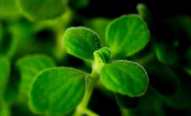 碰碰香長蚧殼蟲怎么辦，積極的進(jìn)行病蟲害防治