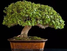 玉樹怎么修剪，玉樹的修剪方法圖解