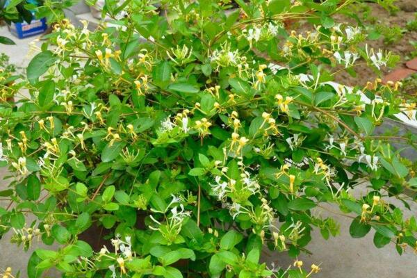 金銀花的種植方法，種子需進(jìn)行催芽處理