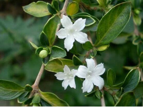 六月雪葉子發(fā)黑脫落怎么辦，做好三個要點(diǎn)即可恢復(fù)綠意