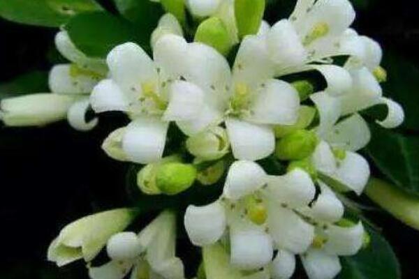 九里香開(kāi)花后如何修剪