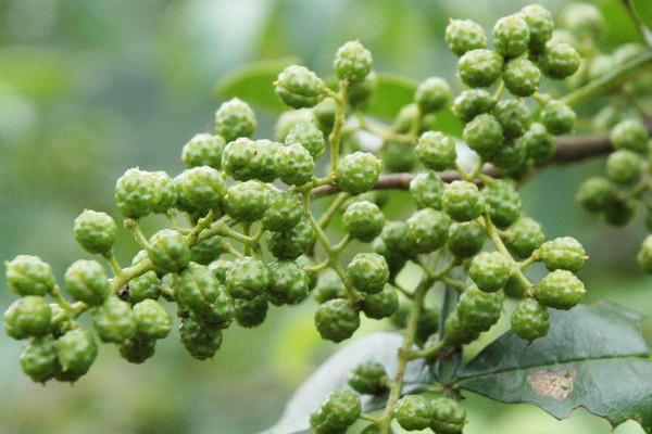 青花椒什么時(shí)候采摘最合適