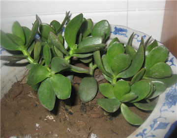 玉樹的繁殖方法，介紹葉插和枝插兩種繁殖方法