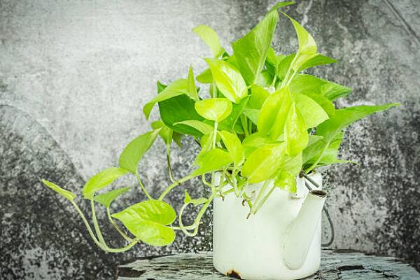 一帆風順吸收甲醛嗎，除甲醛效果好