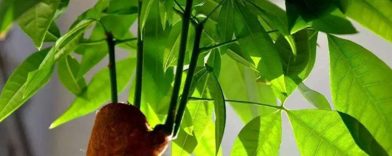 發(fā)財樹老樁怎么發(fā)新芽