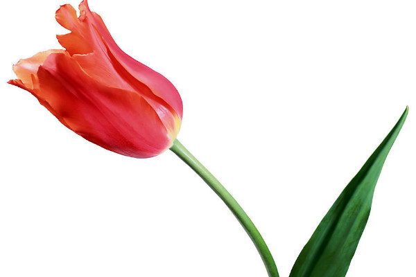 郁金香根爛了怎么補(bǔ)救