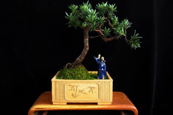 羅漢松盆景養(yǎng)殖方法，以下5點最為關(guān)鍵