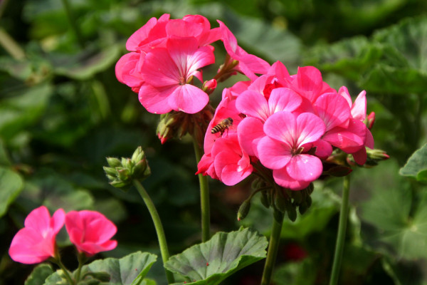 石臘紅怎么養(yǎng)，不可接受強(qiáng)度過高的光照滋養(yǎng)