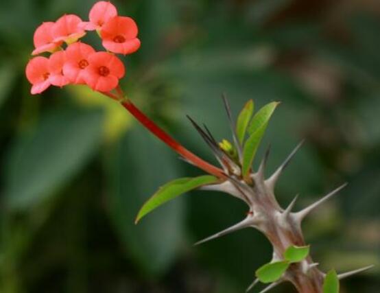 虎刺梅的養(yǎng)殖方法，老農(nóng)總結(jié)六大最實(shí)用基本養(yǎng)殖技巧